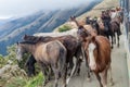 Horses and a bus on a mountain road between Balsas and Leimebamba, Pe Royalty Free Stock Photo