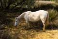 Horses of the Camargue