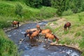 Horses came to the river