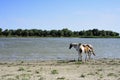 Horses stand at a watering place with foals