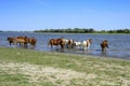 Horses stand at a watering place with foals