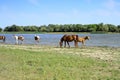 Horses stand at a watering place with foals