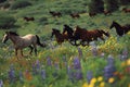 horses cantering side by side across a field of wildflowers