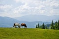 Horses in Carpathians mountains Royalty Free Stock Photo