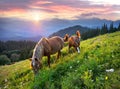 Horses in the Carpathians Royalty Free Stock Photo