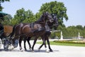 Horses carriage