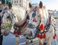 Horses with carriage on the Main Market Square in Krakow Royalty Free Stock Photo