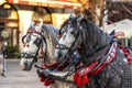 horses with carriage on the main square of Krakow Royalty Free Stock Photo