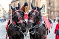 horses with carriage on the main square of Krakow Royalty Free Stock Photo