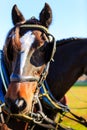 Horses at carriage show with blinders on