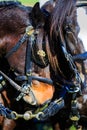 Horses at carriage show with blinders on