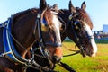 Horses at carriage show with blinders on