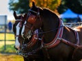 Horses at carriage show with blinders on