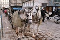 Horses with carriages on the old streets of Vienna Royalty Free Stock Photo