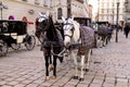 Horses with carriages on the old streets of Vienna