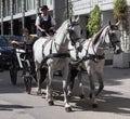 Horses and carriages in Vienna Royalty Free Stock Photo