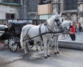 Horses and carriages in Vienna Royalty Free Stock Photo