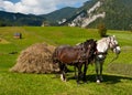 Horses carrying haystack Royalty Free Stock Photo