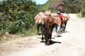 Horses carrying sacks of vegetables