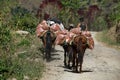 Horses carrying sacks of vegetables