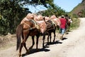 Horses carrying sacks of vegetables