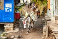 Horses carrying supplies passing trekkers on the Everest Base Camp Trek, Nepal