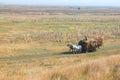 Horses at cart with corncobs