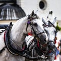 Horses and carts on the market in Krakow, Poland. Royalty Free Stock Photo