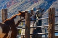 Horses catching up on jibber jabber Royalty Free Stock Photo