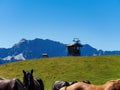 Horses cattle cow grazing on a mountain meadow the Alps, Carinthia, Austria Royalty Free Stock Photo