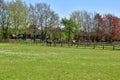 Horses on the catwalk spring Newmarket UK Royalty Free Stock Photo