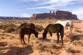 Horses in circle in Monument Valley Royalty Free Stock Photo
