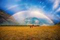 Horses in a clearing after rain under a double rainbow Royalty Free Stock Photo