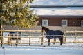 Horses with clothes, cold day