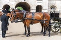 Horses and coachmen Royalty Free Stock Photo
