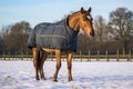 a horses coat thickening for winter cold