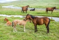 Horses with colts pasturing at the river Royalty Free Stock Photo