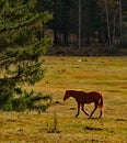 Horses in the contour light