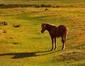 Horses in the contour light