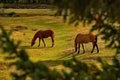 Horses in the contour light