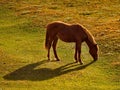 Horses in the contour light