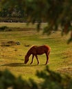 Horses in the contour light