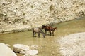 Horses Cooling Off Royalty Free Stock Photo