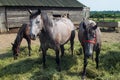 Horses in a coral grazing eating grass feeding 04 Royalty Free Stock Photo