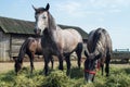 Horses in a coral grazing eating grass feeding 06 Royalty Free Stock Photo