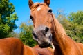 Horses in a corral