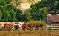 Horses in Corral Royalty Free Stock Photo