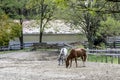 Horses in Corral