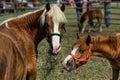 Horses in Corral Feed on Hay and Straw