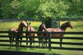 Horses in a corral. Kohler, Wisconsin